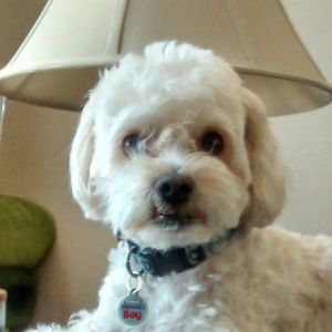 Meet your Posher, Donna